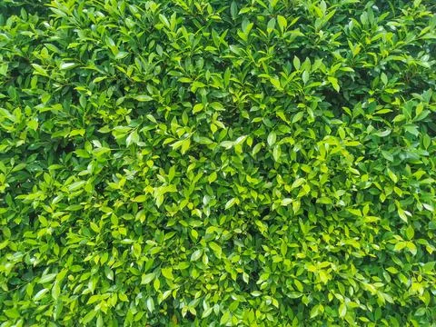 Multiple leaves pattern as background Stock Photos