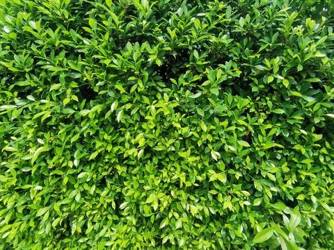 Multiple leaves pattern as background Stock Photos