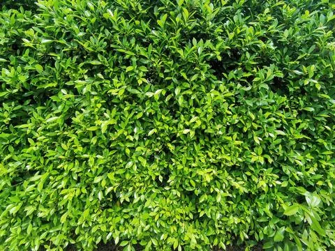 Multiple leaves pattern as background Stock Photos