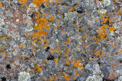 Multiple lichen growing on textured rock surface outdoors Stockfoto's