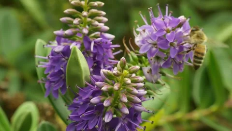 Multiple Ligurian honey bees pollinating hebe plant Video stock 306903904
