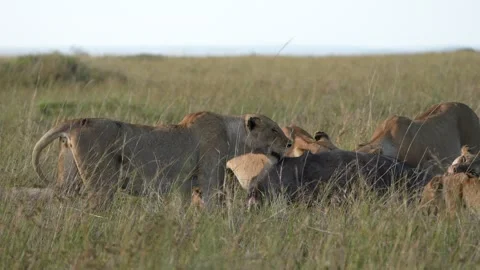 Multiple Lions Struggling to Tear Buffalo Skin From Carcass, African Predator Stock Footage 346246465