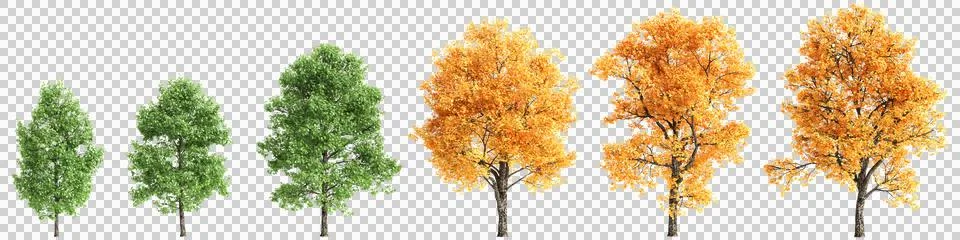 Multiple Liriodendron tulipifera trees 3d illustration on transparent backg.. Stock Illustration