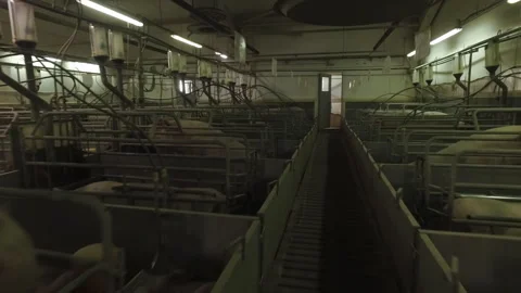 Multiple Little Pink Piglets Inside Pigpens At Industrial Livestock Farm Stock Footage 220895861