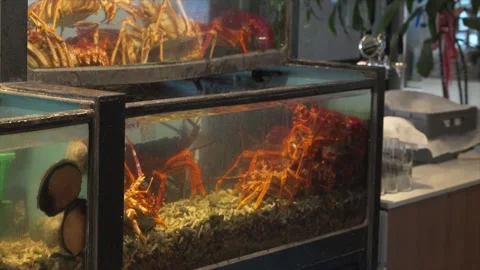 Multiple live lobsters stacked inside a restaurant tank, visible through Video stock 327845097