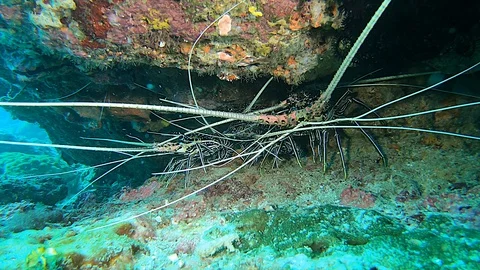 Multiple Lobster Protect Eggs 스톡 동영상 128474083