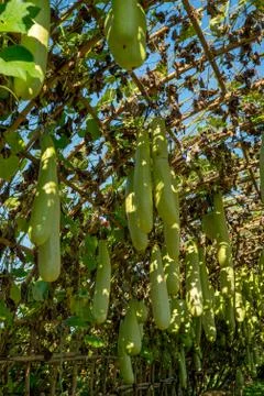 Multiple long gourds Stock Photos