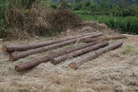 Multiple long, straight tree trunks lying on the ground in an open field wi.. Stock Photos