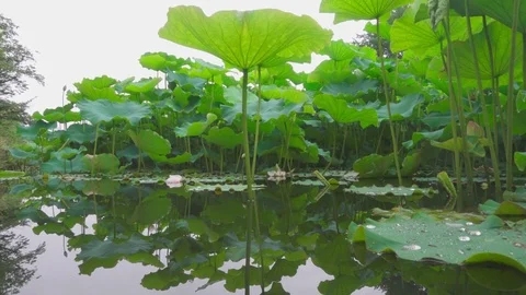 Multiple lotus leaf and raindrops in low angle view Stock Footage 77153378