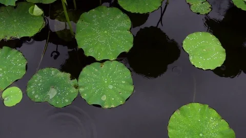 Multiple lotus leaf and raindrops in aerial view Stock Footage 77155246