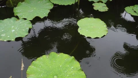 Multiple lotus leaf and raindrops in aerial view Stock Footage 211799612