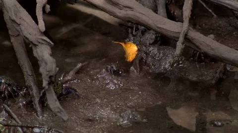 Multiple Mangrove Crabs Exploring Mud Between Tree Roots 스톡 동영상 338314139