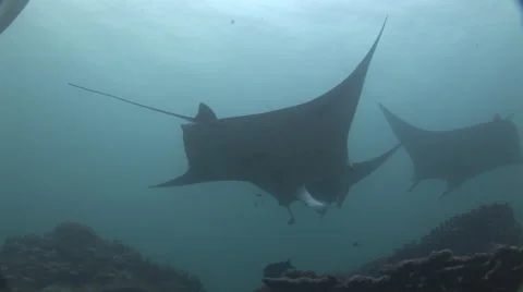 Multiple Manta Rays Cleaning Stock Footage 52823498