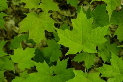 Multiple maple leaves on forest floor Stock Photos