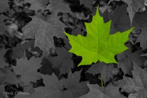 Multiple maple leaves on forest floor with color splash Stock Photos
