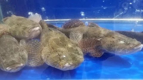 Multiple marble goby fish resting at the bottom of a bright blue freshwater.. Stock Footage 333602879