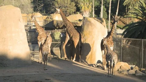 Multiple Masai Giraffe walking around exhibit in zoo Stock Footage 78032309