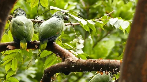Multiple Mealy Parrots perched and creeping on large branches - HD 1080p 動画素材 91303470