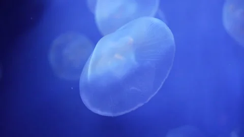 Multiple Moon Jellyfish Floating in Calm Blue Aquarium Stock Footage 336263588