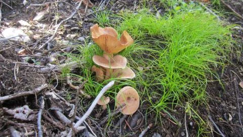 Multiple Mushrooms 스톡 사진