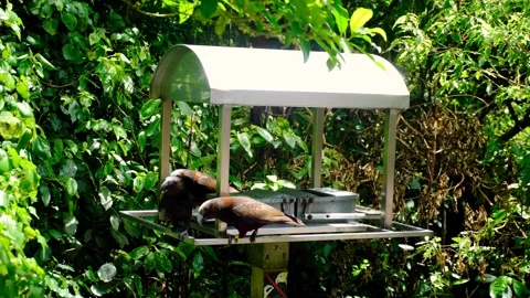 Multiple North Island Kākā parrot birds at feeding station in Zealandia Stock-Footage 321403091