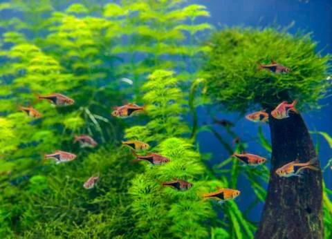 Multiple orange small fish in exotic nature swiming in deep water with the bl Stock Photos