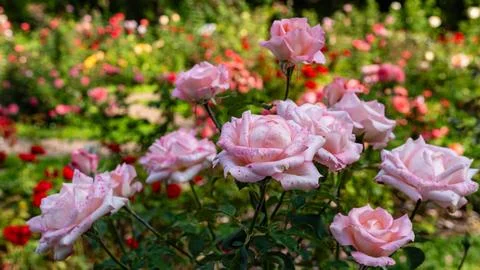 Multiple pale pink roses blooming in vibrant rose garden Stock Photos