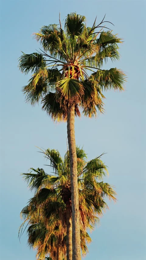 Multiple palm trees on the beach with the blue sky on the background. Vertical Stock Footage 311542218