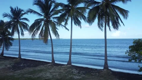 Multiple Palm Trees Lined Up on a Beach Stock Footage 273835367