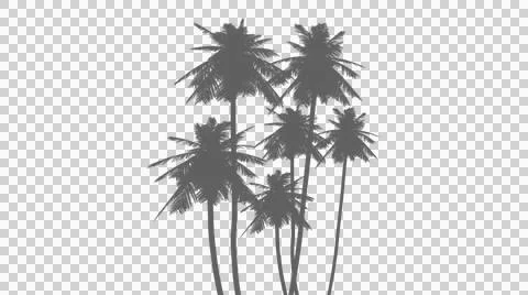 Multiple palm trees in a natural cluster with soft gray silhouette on trans.. Illustrazione stock