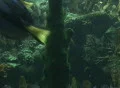 Multiple parrot fish in a group. Video
