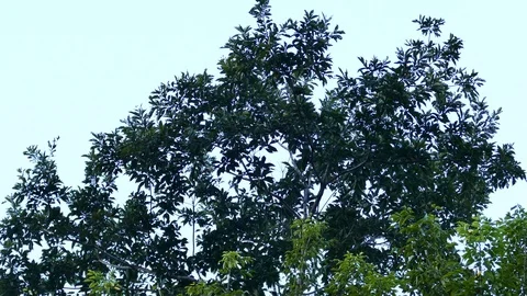 Multiple parrots hiding in tree at dusk and flying away 스톡 동영상 91945066
