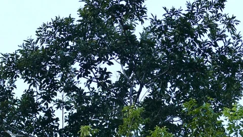 Multiple parrots hiding in tree at dusk and flying away Stock Footage 123673582