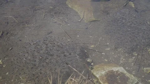 Multiple Patches of Frog Spawn in Pond Captured with Panning Shot Stock Footage 345632767