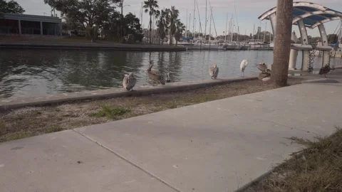 Multiple pelicans and white ibis on sea wall by fish cleaning station in Gulfpor Stock Footage 263467826