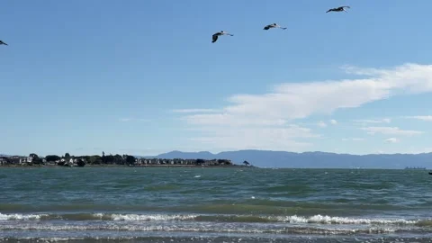 Multiple pelicans fly over beach Video stock 229973660