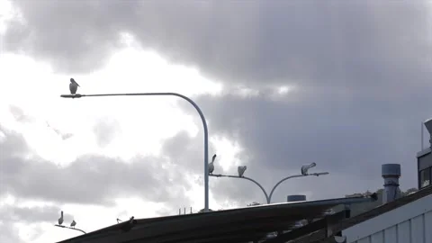 Multiple pelicans spread out on lamp posts in Woy Woy, Australia Stockbeeldmateriaal 332683234