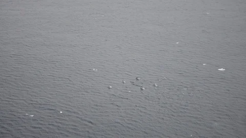 Multiple Penguins Dive out of Ocean in Antarctica Stock Footage 88507070