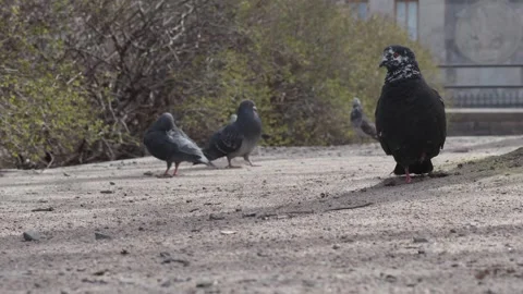 Multiple pigeons in a city park Stock Footage 274576357