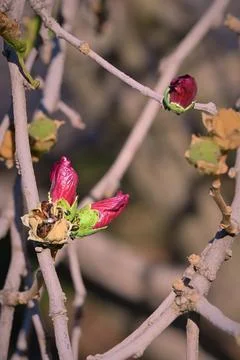 Multiple pink flower buds on tree branches macro stock photo Photos