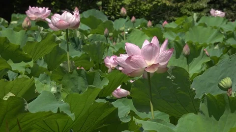Multiple pink lotus blossoms Stock Footage 98476583