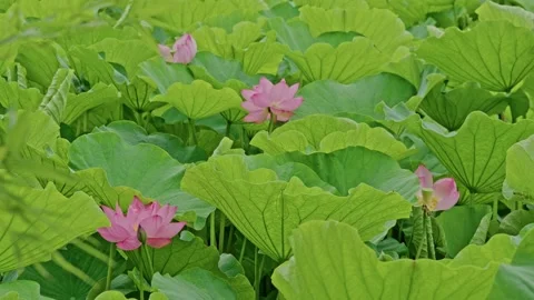 Multiple Pink Lotus Flowers Across Wide Ruffled Green Leaves Stock Footage 345291618