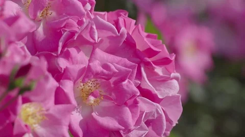 Multiple pink roses swaying in wind, close up Stock Footage 75360974