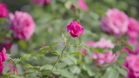 Multiple pink roses swaying in wind, close up Stock Footage 75360987