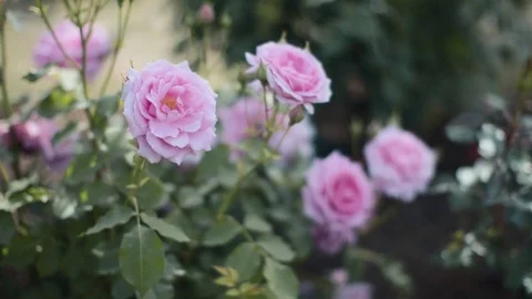 Multiple pink roses swaying in wind, close up Stock Footage 75361020