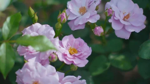 Multiple pink roses swaying in wind, close up Stock Footage 75361028