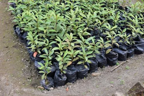 Multiple plants growing in black plastic bags Stock Photos
