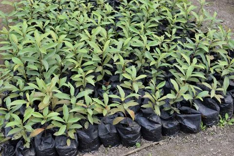 Multiple plants growing in black plastic bags Stock Photos