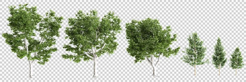 Multiple Platanus acerifolia Willd trees 3d illustration on transparent bac.. Stock Illustration