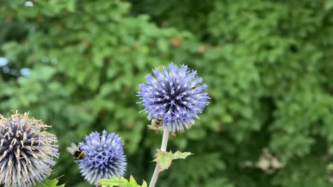 Multiple Pollinators Visiting Blue Globe Thistle Flowers Stock Footage 341397604